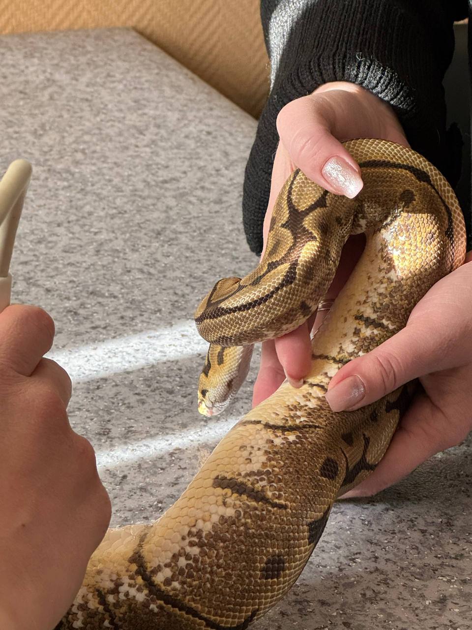 В ветклинику Братска привезли необычного пациента - самку шаровидного питона по кличке Феня В ветклинику Братска привезли необычного пациента - самку шаровидного питона по кличке Феня