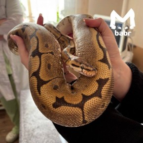 Питона впервые обследовали в ветклинике Братска