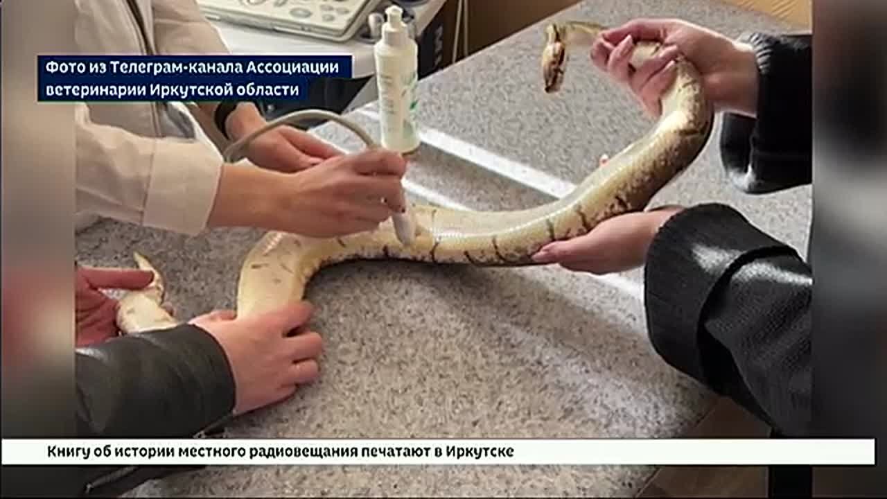 Необычный пациент длиной 130 сантиметров