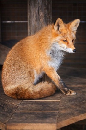 ��������� ��������� �����, ��� ��������� ���������� �������! ������� � ������ � ���������� ����������, ��� �������, ����� ���-��������� 510 �/�, ����������� ����� -20�, ���� -1