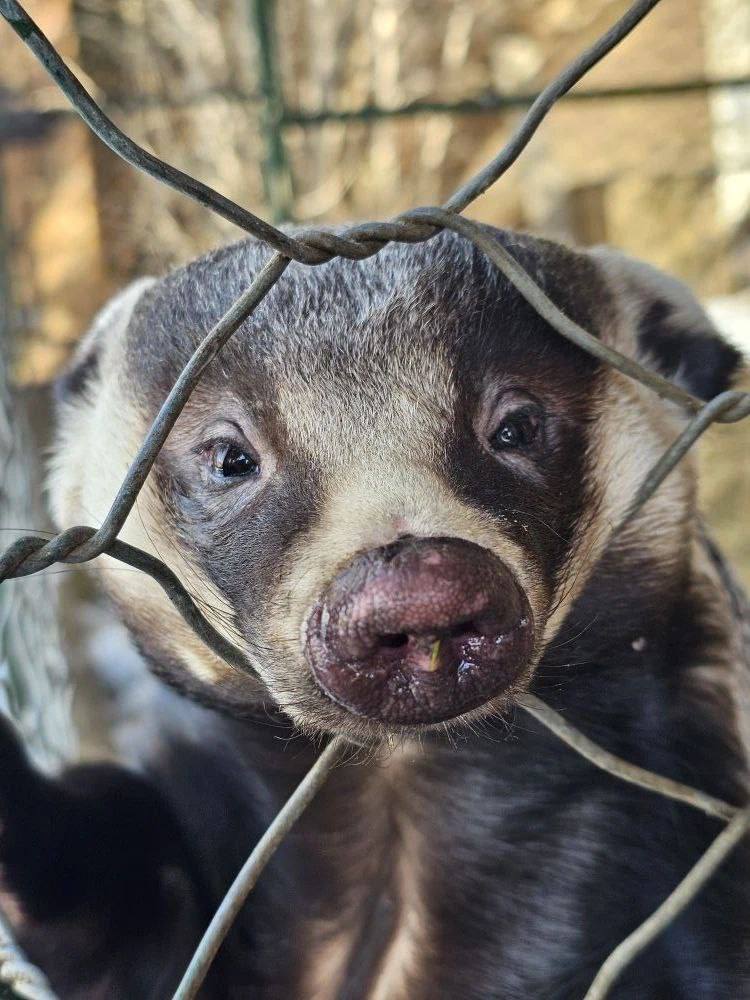 Сегодня в Иркутском Зоосаде проснулся барсук Сегодня в Иркутском Зоосаде проснулся барсук