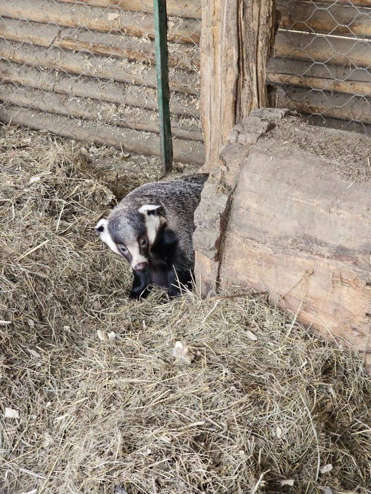 Сегодня в Иркутском Зоосаде проснулся барсук