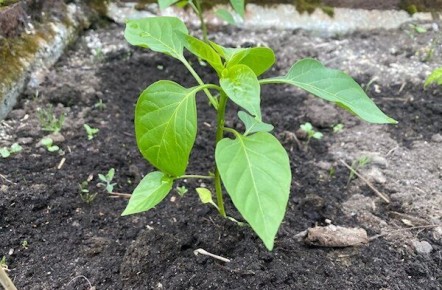 �������� ����������� ����� �����: ��� ������� ������ �� ������