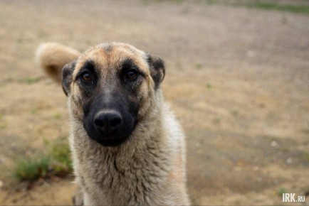 ������� ������� ����������� �� ������ � �������