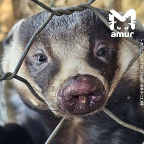 ������ ���� ��������� ����� � ��������