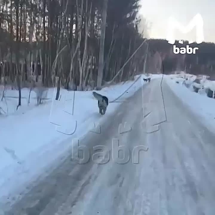 Стаи бродячих собак кидаются на детей в иркутском садоводстве