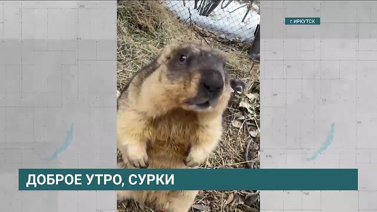 В Иркутском зоосаде после зимней спячки проснулись сурки-байбаки