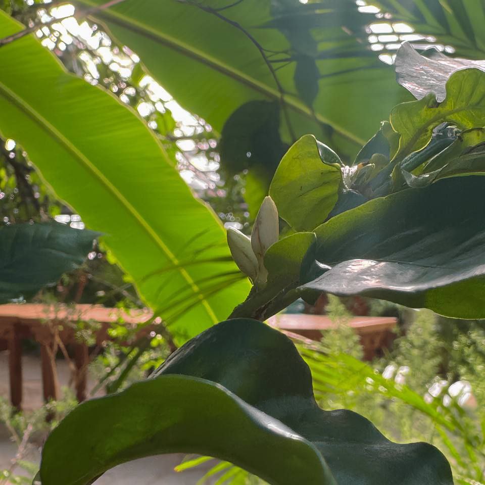 Доброе утро, иркутяне! В оранжереях Ботанического сада ИГУ красивое показывают: цветут Гиппеаструм, Бругмансия, Кирказон и Кофе Доброе утро, иркутяне! В оранжереях Ботанического сада ИГУ красивое показывают: цветут Гиппеаструм, Бругмансия, Кирказон и Кофе