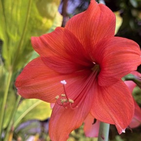 Доброе утро, иркутяне! В оранжереях Ботанического сада ИГУ красивое показывают: цветут Гиппеаструм, Бругмансия, Кирказон и Кофе