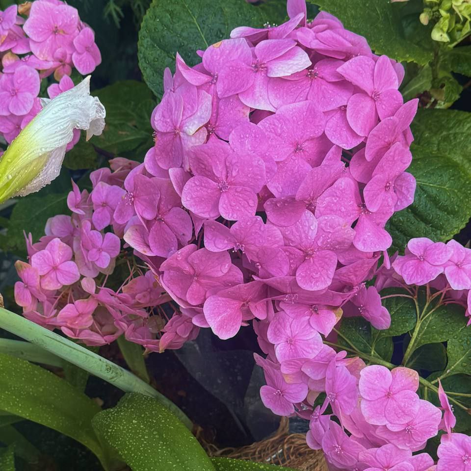 Доброе утро, иркутяне! В оранжереях Ботанического сада ИГУ красивое показывают: цветут Гиппеаструм, Бругмансия, Кирказон и Кофе Доброе утро, иркутяне! В оранжереях Ботанического сада ИГУ красивое показывают: цветут Гиппеаструм, Бругмансия, Кирказон и Кофе