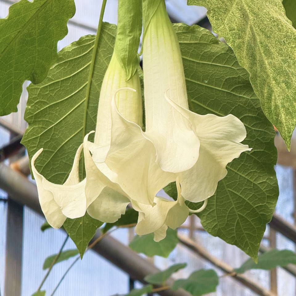 Доброе утро, иркутяне! В оранжереях Ботанического сада ИГУ красивое показывают: цветут Гиппеаструм, Бругмансия, Кирказон и Кофе Доброе утро, иркутяне! В оранжереях Ботанического сада ИГУ красивое показывают: цветут Гиппеаструм, Бругмансия, Кирказон и Кофе