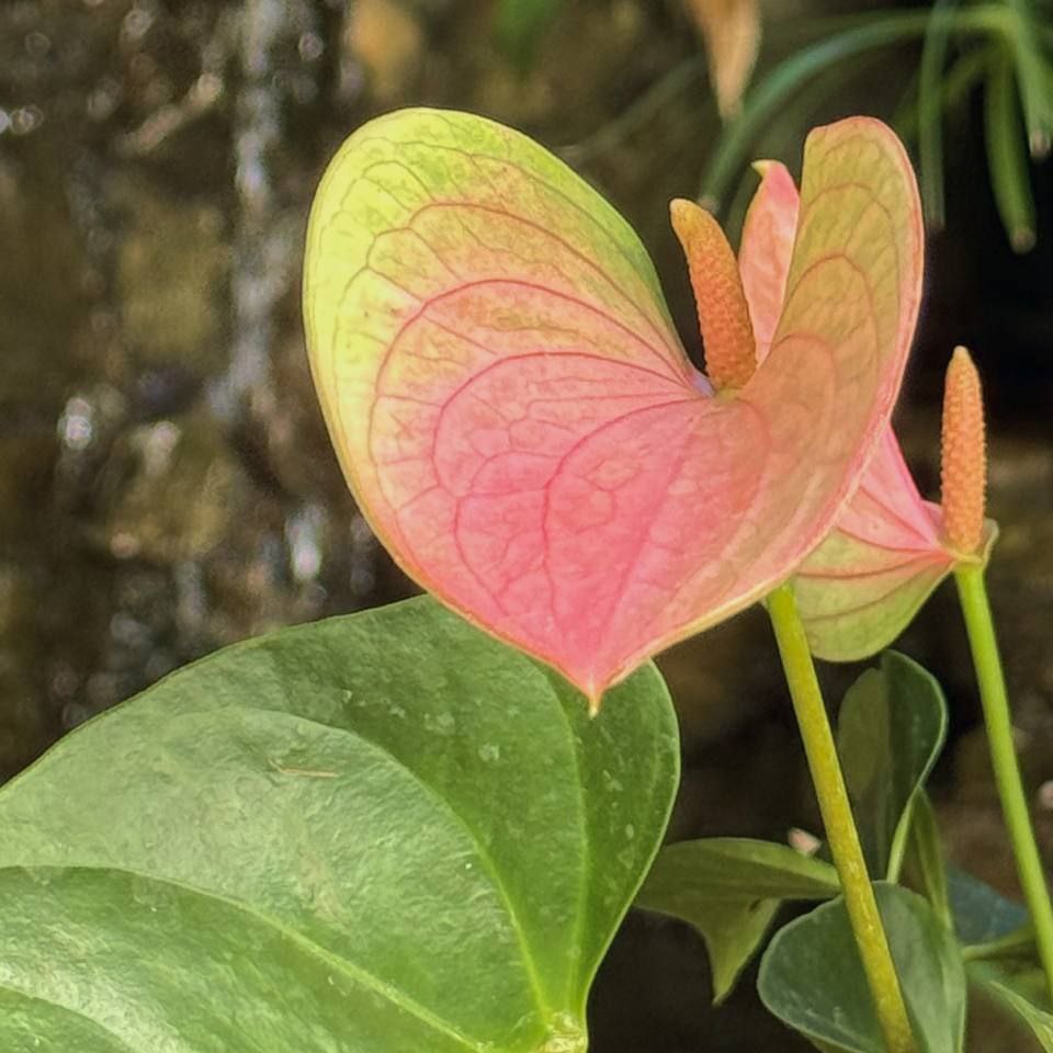 Доброе утро, иркутяне! В оранжереях Ботанического сада ИГУ красивое показывают: цветут Гиппеаструм, Бругмансия, Кирказон и Кофе Доброе утро, иркутяне! В оранжереях Ботанического сада ИГУ красивое показывают: цветут Гиппеаструм, Бругмансия, Кирказон и Кофе