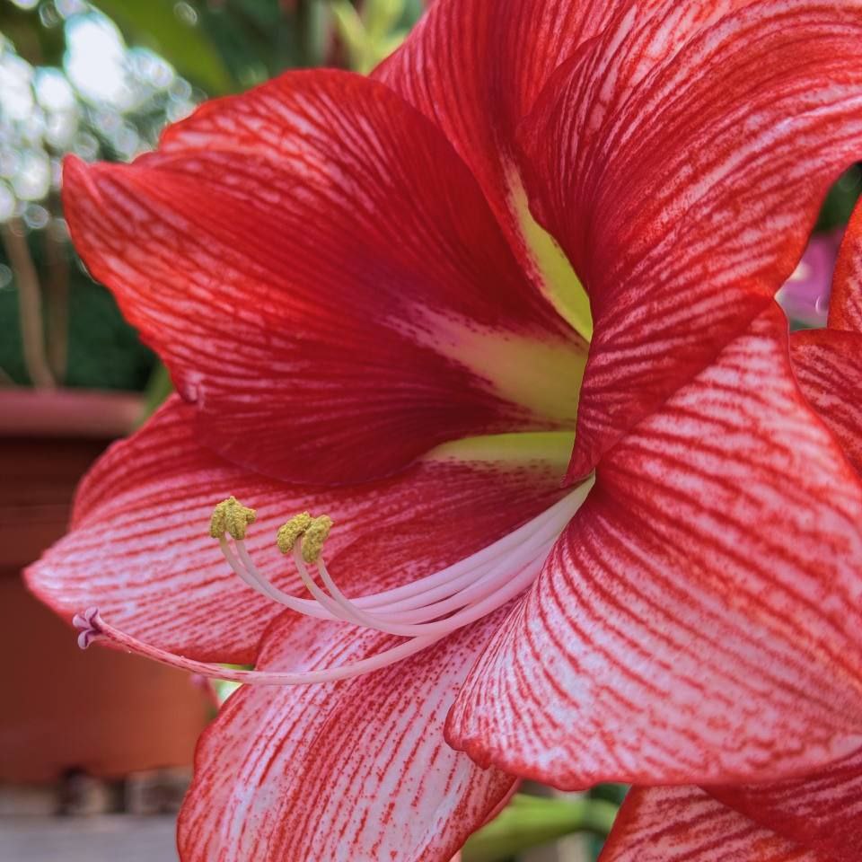 Доброе утро, иркутяне! В оранжереях Ботанического сада ИГУ красивое показывают: цветут Гиппеаструм, Бругмансия, Кирказон и Кофе Доброе утро, иркутяне! В оранжереях Ботанического сада ИГУ красивое показывают: цветут Гиппеаструм, Бругмансия, Кирказон и Кофе