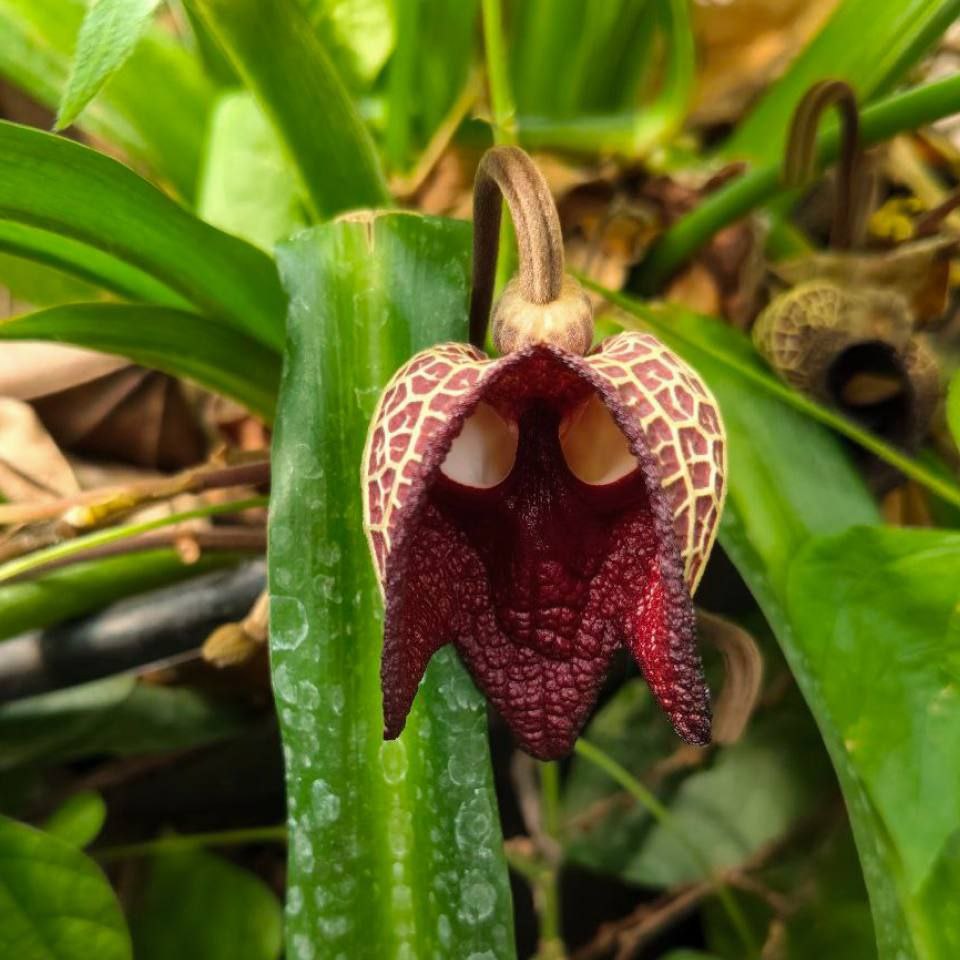 Доброе утро, иркутяне! В оранжереях Ботанического сада ИГУ красивое показывают: цветут Гиппеаструм, Бругмансия, Кирказон и Кофе Доброе утро, иркутяне! В оранжереях Ботанического сада ИГУ красивое показывают: цветут Гиппеаструм, Бругмансия, Кирказон и Кофе