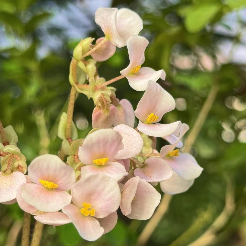 Доброе утро, иркутяне! В оранжереях Ботанического сада ИГУ красивое показывают: цветут Гиппеаструм, Бругмансия, Кирказон и Кофе Доброе утро, иркутяне! В оранжереях Ботанического сада ИГУ красивое показывают: цветут Гиппеаструм, Бругмансия, Кирказон и Кофе