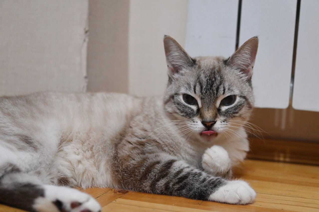 Если кот жует калошу, значит, что продукт хороший? Проверили 9 популярных мифов о поведении домашних животных