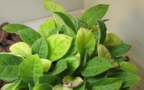 Как защитить комнатные растения от мошек и ускорить цветение орхидей