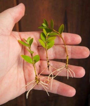 ��� ��������� ����������� ��������? ��������� ����� �� ������ � ������, �� � �� ��������, ���������� ��������� ���� ���������-��������� ��. �.�.�������. ������� ������� 17 ����� � 13.00 �� ������: ��. ������ �. 54....