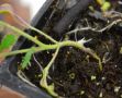 Как избежать корневой гнили у томатов: советы опытных огородников