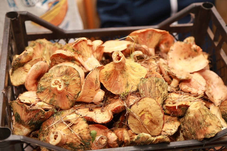 Нынешний грибной сезон разочаровал новосибирцев: только лисички и старые грузди