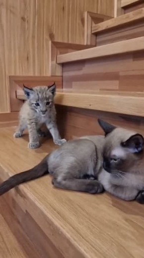 ������ ����, ��������� �������!