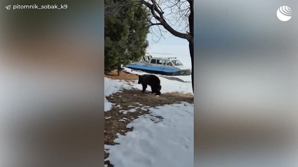 Истощенного медвежонка нашли возле Кругобайкальской железной дороги