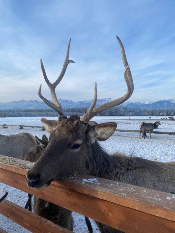 ������ ����, �������. ������� � ������ ��������� �� +6�+8 ��������, ������� �� ���������