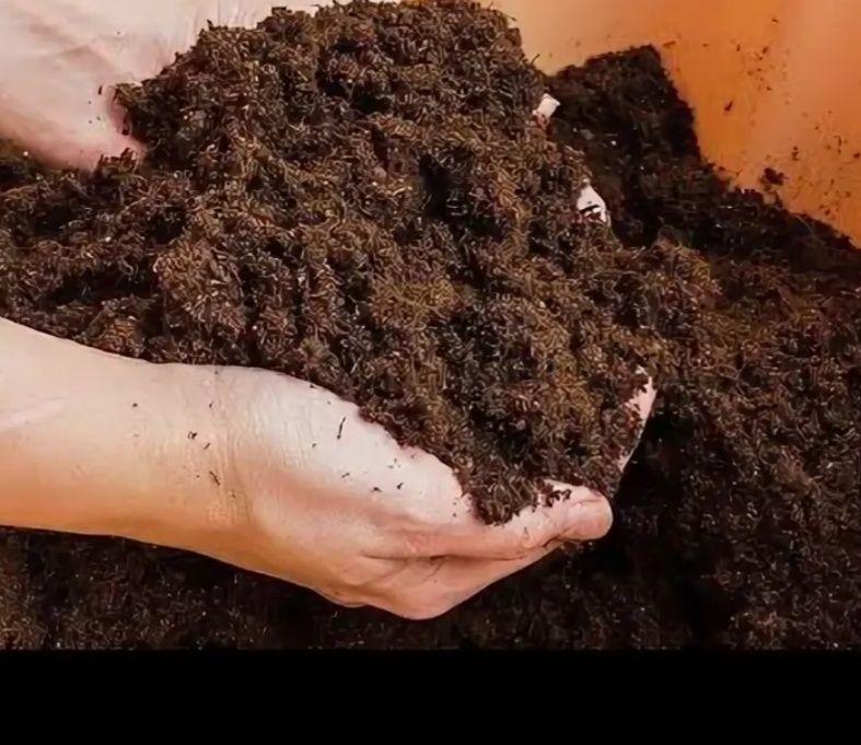 Как вырастить крепкую рассаду: 5 проверенных подкормок