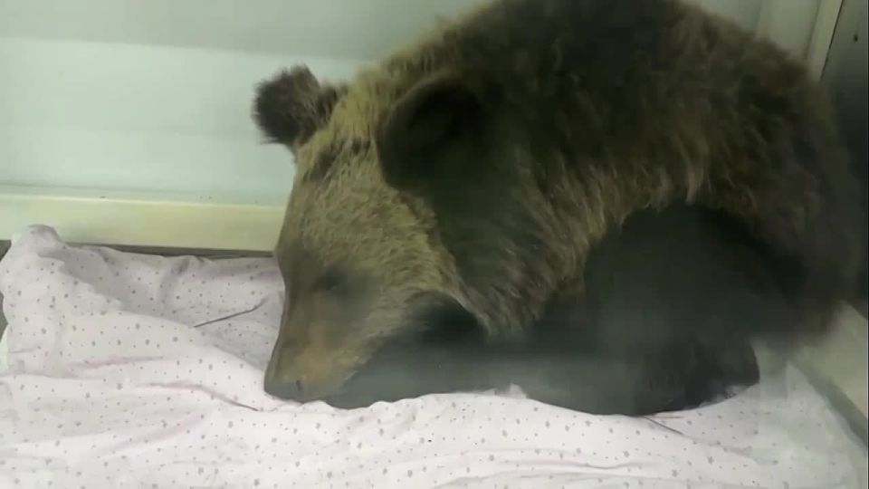 Неравнодушные спасли одинокого медвежонка от голодной смерти в Иркутской области