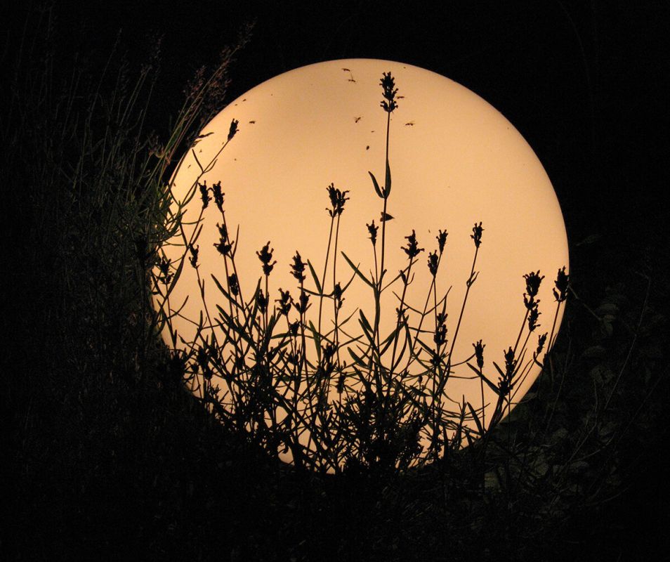 Лаванда в каждом саду: как легко размножить кусты черенками