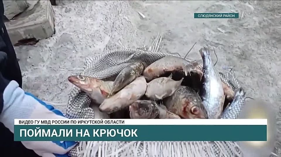 Более 2,5 тысяч хвостов омуля обнаружили полицейские у водителя в Слюдянском районе