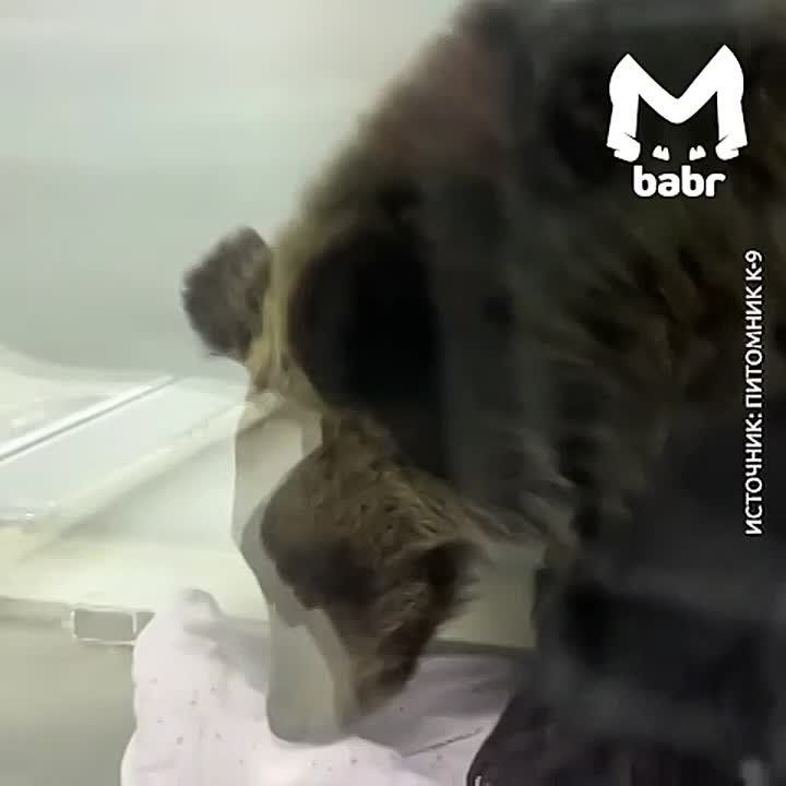 Исхудавшего до костей медвежонка спасают иркутские ветеринары