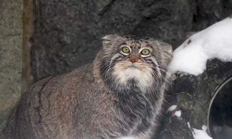 Символ Московского зоопарка манул Тимофей остался без пары