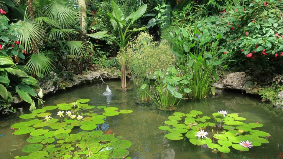 Как создать идеальный водоем на своем участке