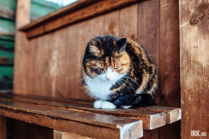 Клещи вышли на охоту: как защитить питомца и не ошибиться