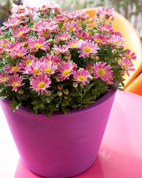 Как правильно ухаживать за хризантемами в домашних условиях