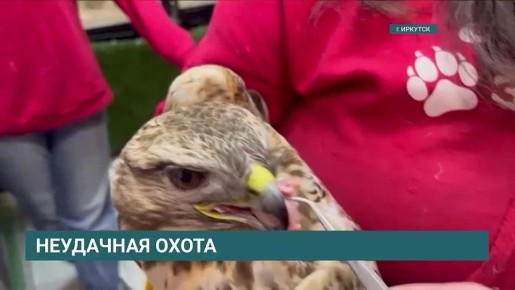 Выслеживал добычу и врезался в сарай