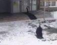 Пьяный мужчина напугал детей на территории школы в Иркутской области, совершая действия, похожие на намаз