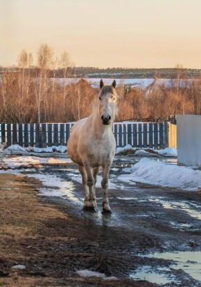 На днях по тихим весенним улицам деревни Талька неспешно бродил белый конь