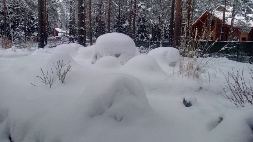 Зимние эксперименты в саду: как пережил мой сад год без укрытий?