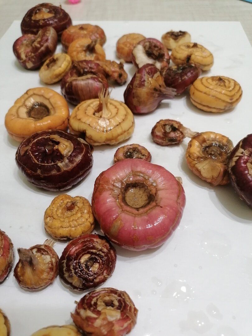 Как холодный шкаф стал угрозой для луковиц: неожиданные последствия хранения растений