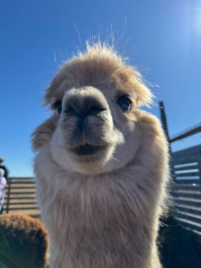 Доброе утро, Иркутск. Сегодня в городе потеплеет до +3…+5 градусов, осадков не ожидается