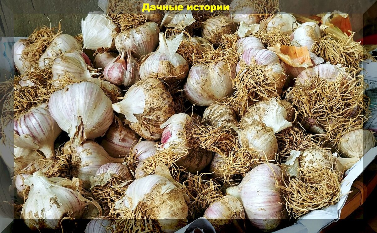 Мир чеснока и лука: секреты успешного выращивания для начинающих дачников