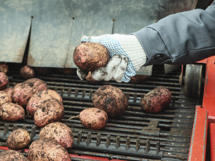 Картошка у нас подешевеет? Эпоха перемен на рынке овощей