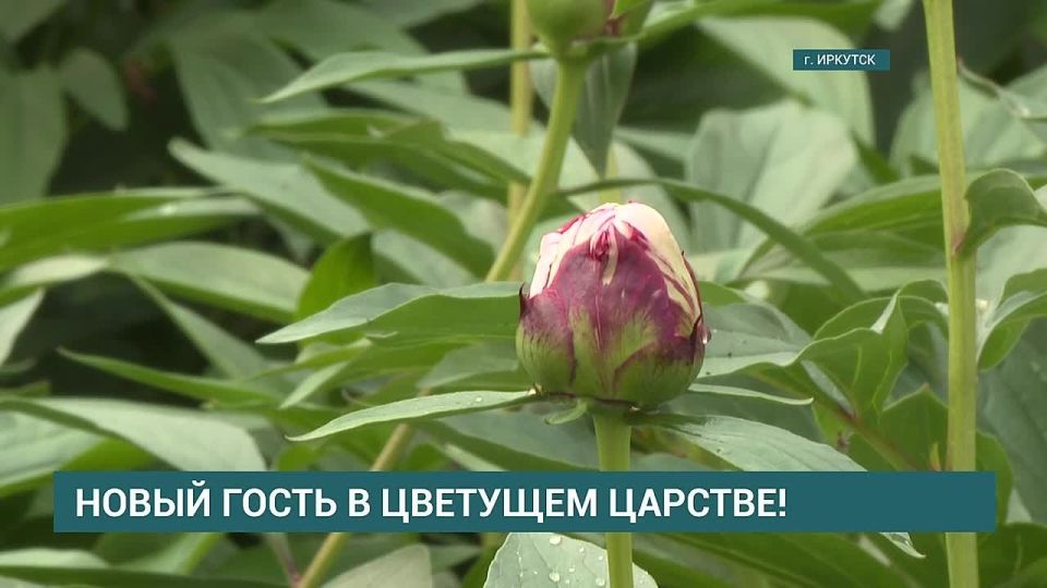 Пионы зацветают в Иркутском горзеленхозе