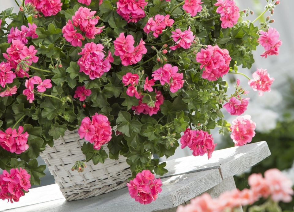 ����� ������� � ����� ��� ����������