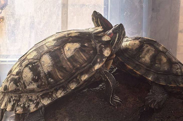 ������� ����� � ����� �������-������? ����� ������ �� ������ �����, �� � ��� ���� ����� ����� �����������