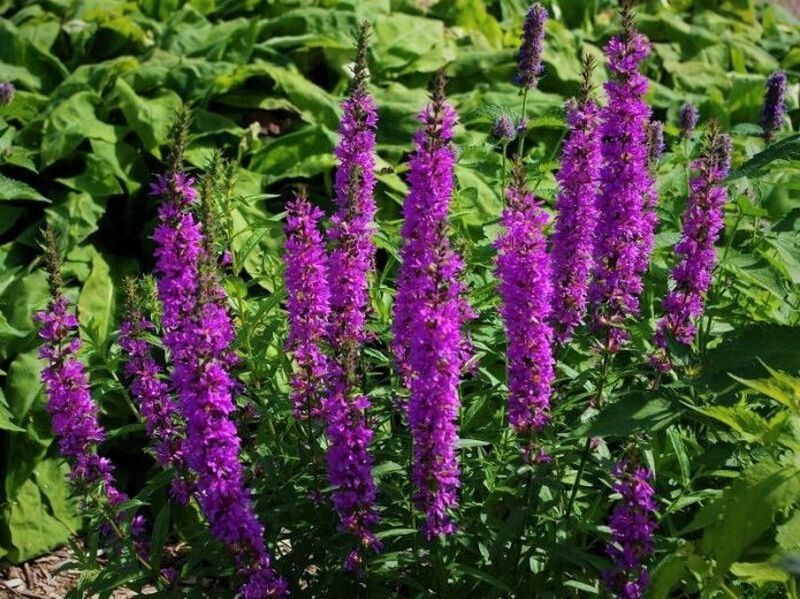 ����� ��� ��������� ����: ��� ����� ������� � ������