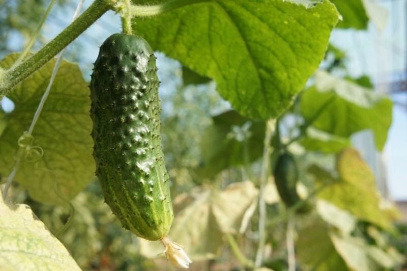 ������� ������� �������� �������: ��������� �������� �� ������ ����