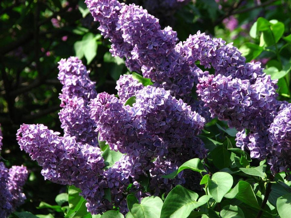 ������� ���������� ��������: ��� ������� ������ ��������� ��������� ���